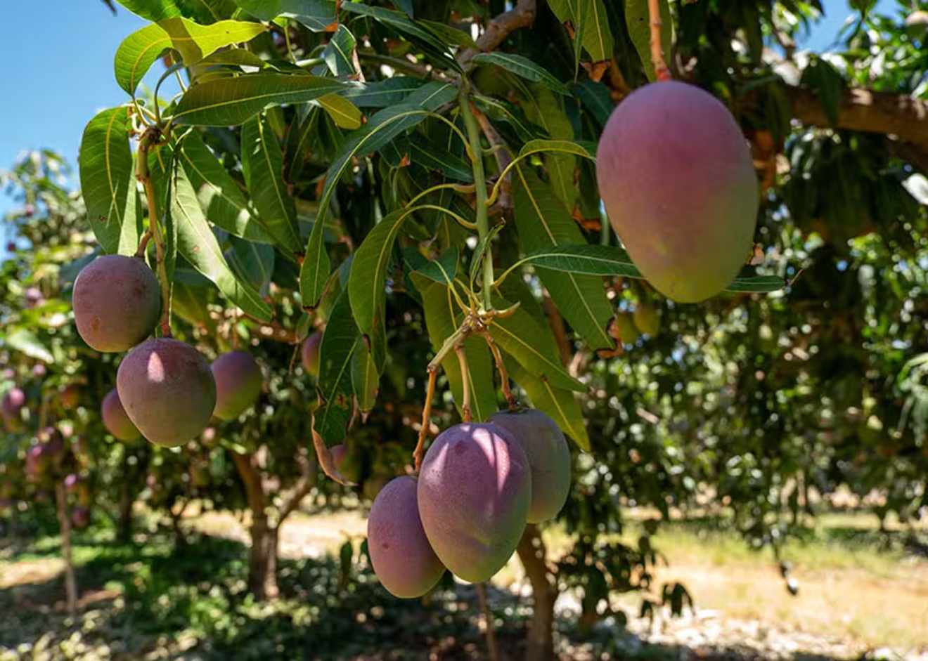 Water Management Study Could Boost Palmer Mango Productivity