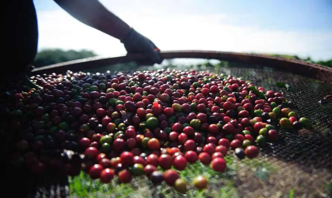 Top Coffee Producers in Brazil