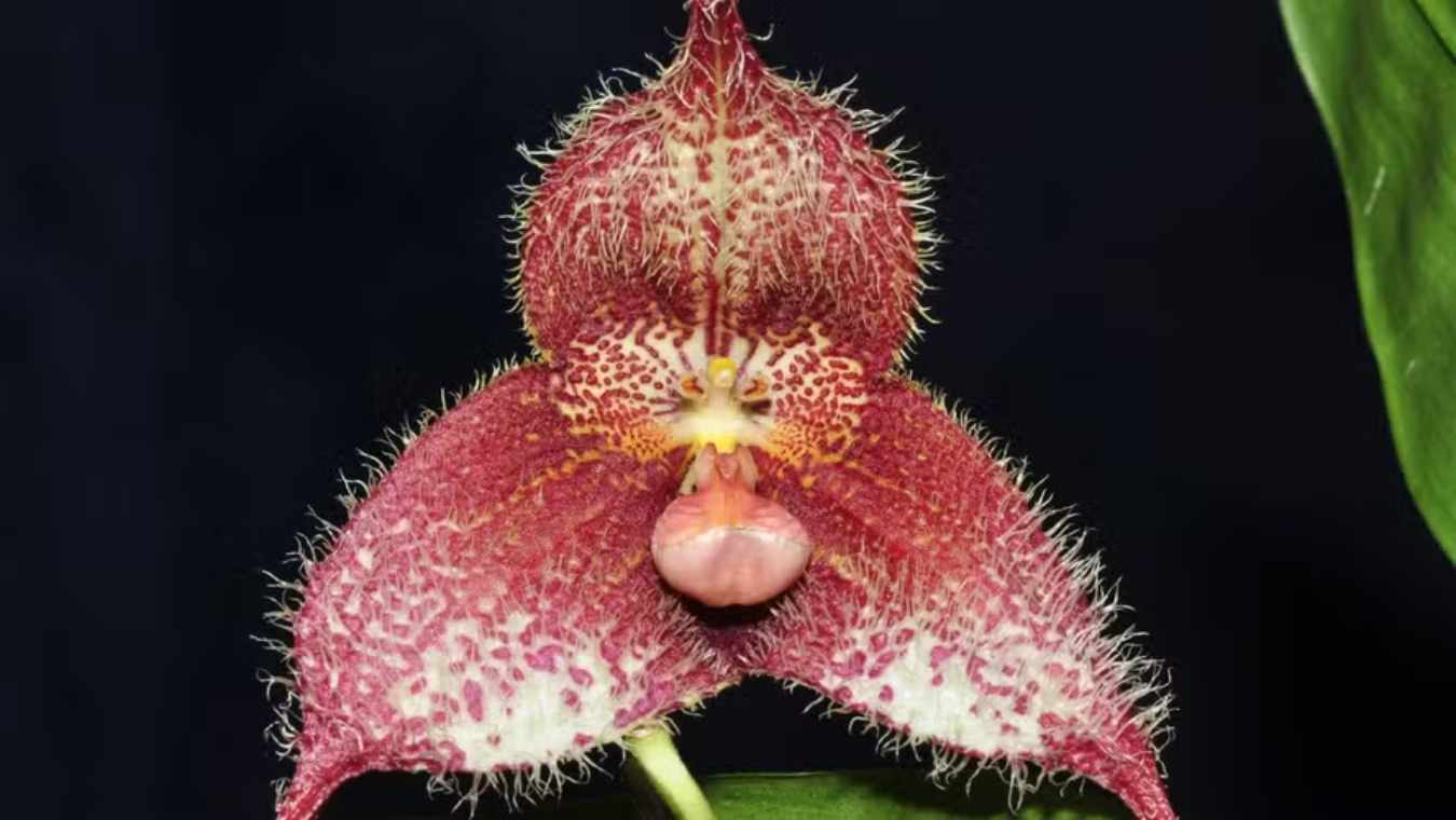 Monkey Face Orchid: Costs, Planting, and Care