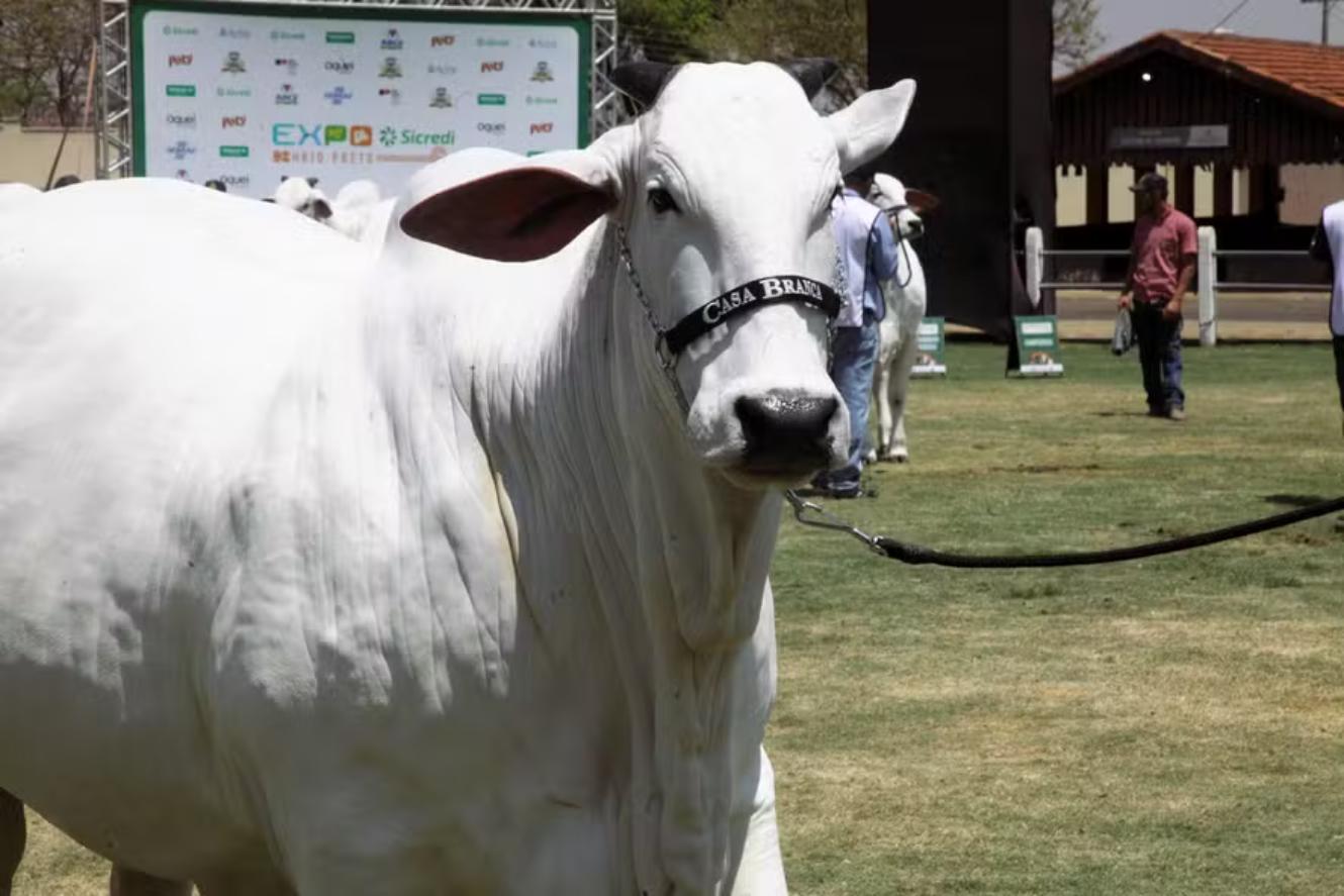 Nelore Cow Becomes the Most Valuable in the World at Auction in Paraná