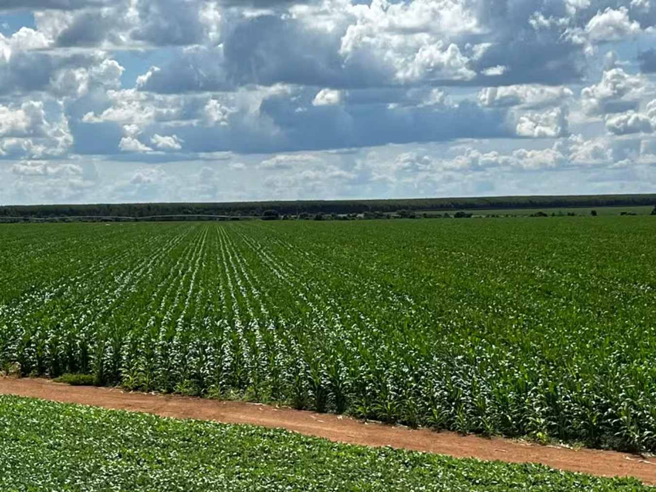 Soybean Prices End October on the Rise in Brazil