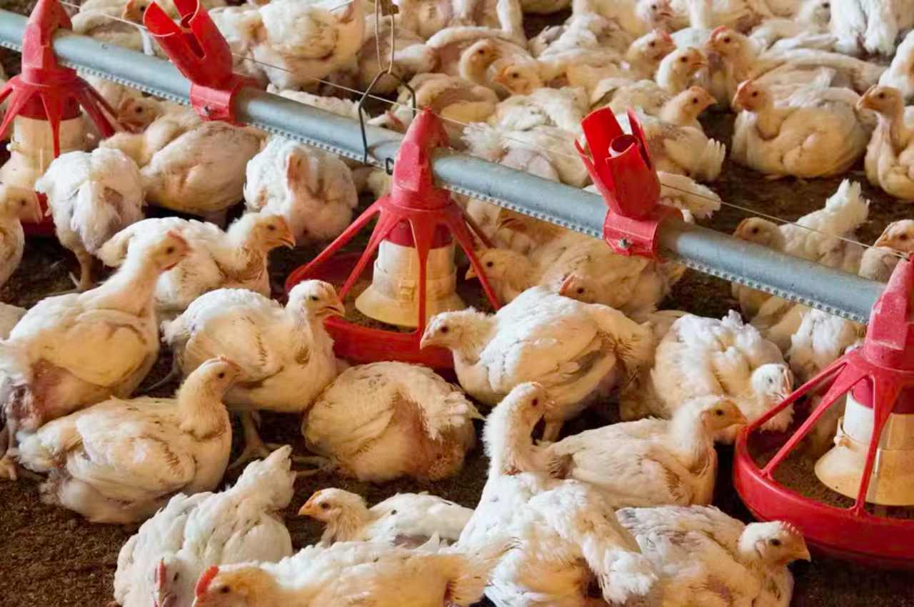 U.S. Chicken Prices Expected to Improve JBS Margins in Q3 Report