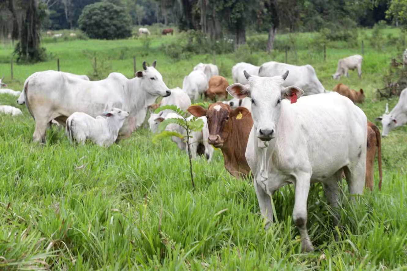 Prices of Cattle, Females, and ‘China Cattle’ Rise in São Paulo