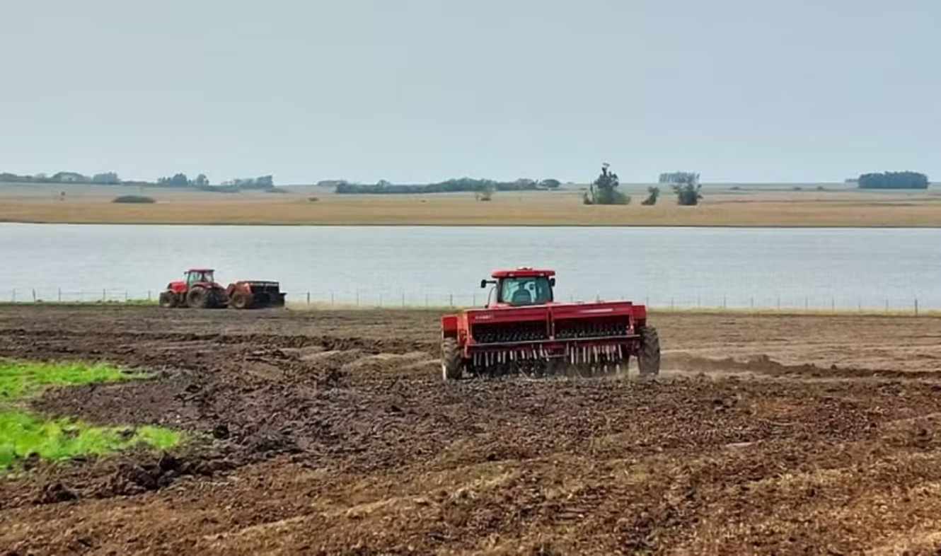 Rice Planting Reaches 84.11% of Target Area in Rio Grande do Sul