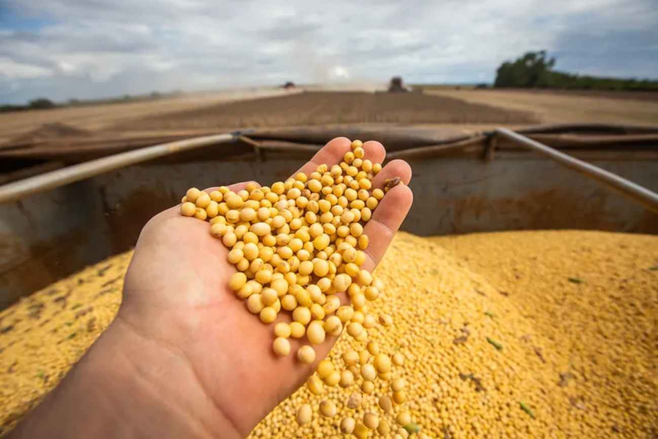 Soybean Prices in Brazil Remain High