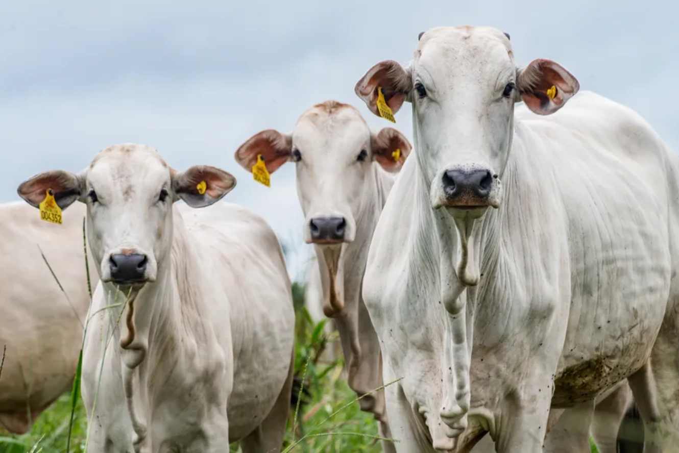 São Paulo to Implement Individual Cattle Traceability System