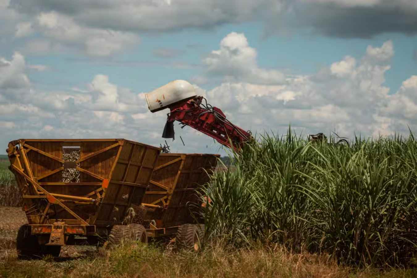 Sugarcane Milling Grows 1.9% in the 2024/25 Harvest in Northern and Northeastern Brazil