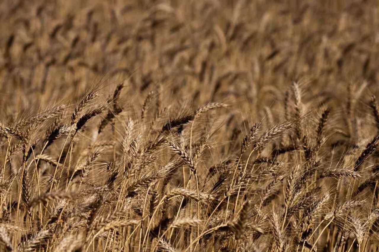 Brazilian Government to Purchase Wheat from Rio Grande do Sul to Support Stockpiling and Aid Farmers