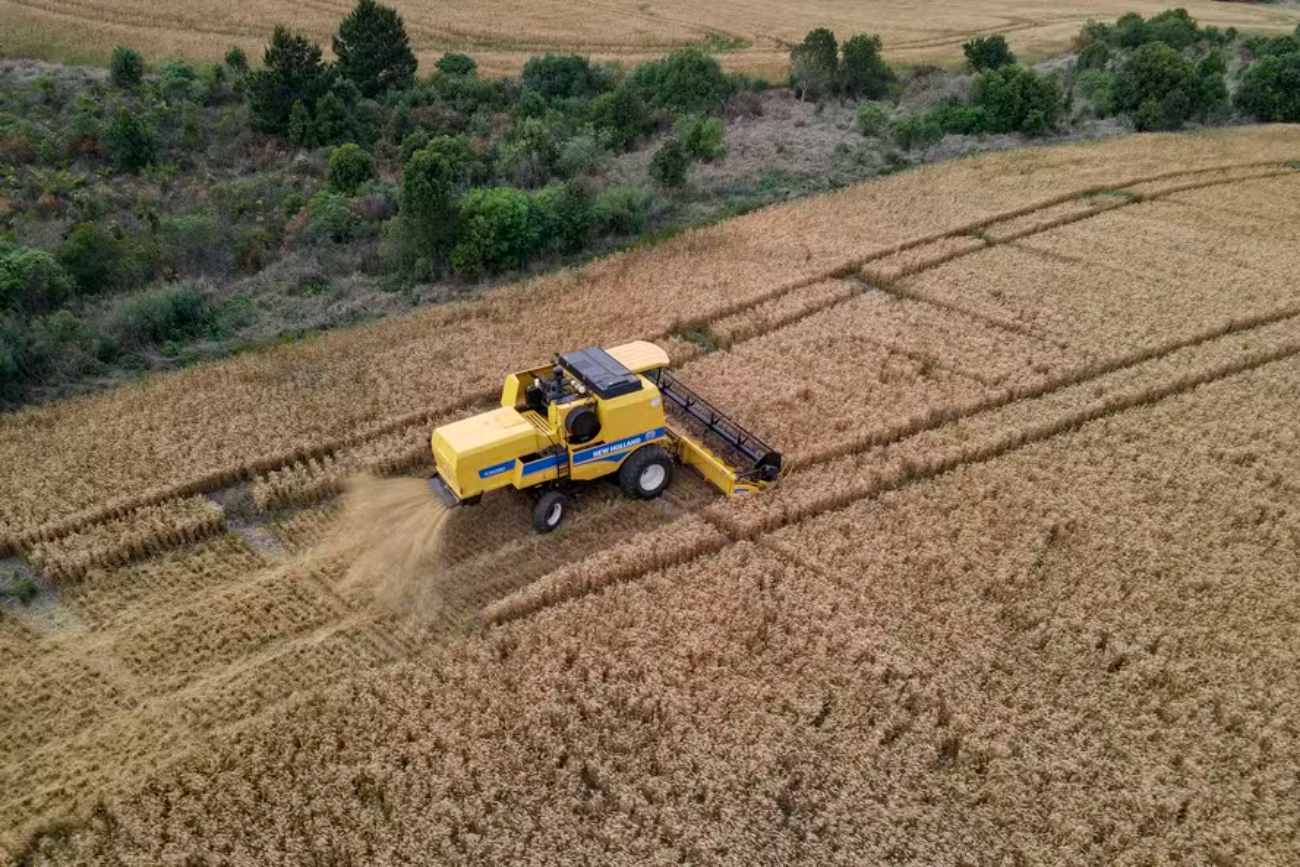 Brazil’s Wheat Production Expected to Decline, Despite Growth in Rio Grande do Sul