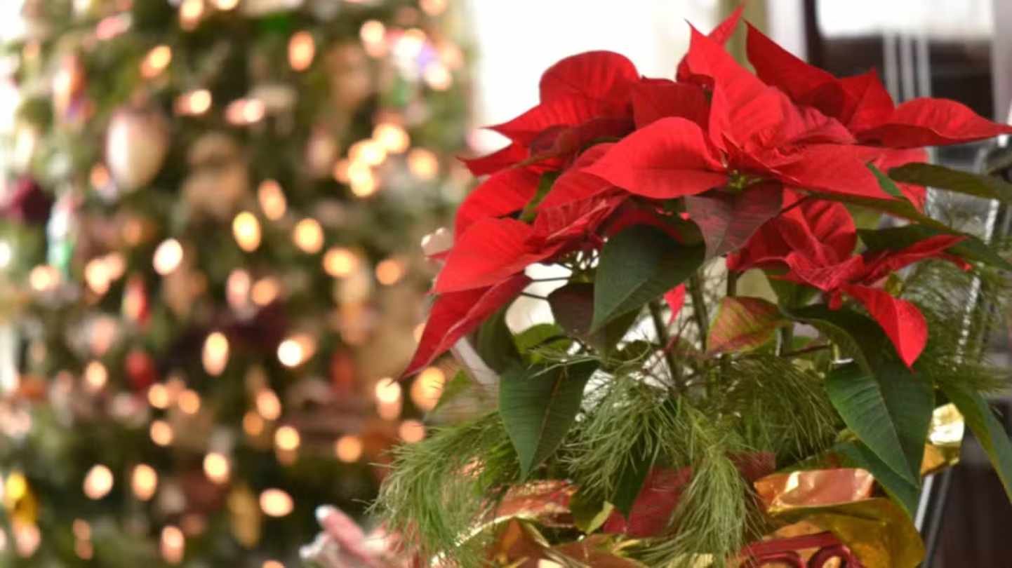 Learn How to Care for the Christmas Flower